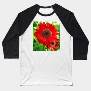 Giant Red Gerber Daisy Flower in the Garden Baseball T-Shirt